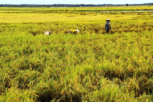 Nông dân xã Phước Ninh, huyện Dương Minh Châu bó lúa chống ngã đổ, chờ thu hoạch