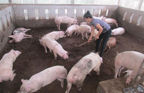 Khi phát hiện heo bệnh,người chăn nuôi phải kịp thời báo ngay cho chính quyền địa phương hoặc đơn vị chức năng gần nhất. Nguồn: Báo Long An online