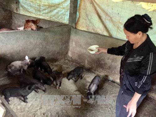 Mô đình trang trại của gia đình chị Cao Thị Nhau tại bản Khằm, xã Hồi Xuân, huyện Quan Hóa, tỉnh Thanh Hóa cho thu nhập khoảng 100 triệu/năm. Ảnh: Nguyễn Nam -TTXVN .