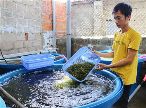 Anh Trần Ngọc Thương kiểm tra rong nho sau khi thu hoạch. Ảnh: Nguyễn Thành - TTXVN Anh Trần Ngọc Thương kiểm tra rong nho sau khi thu hoạch. Ảnh: Nguyễn Thành - TTXVN