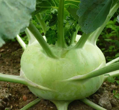 Su hào rất tốt cho bệnh nhân đau dạ dày Su hào rất tốt cho bệnh nhân đau dạ dày