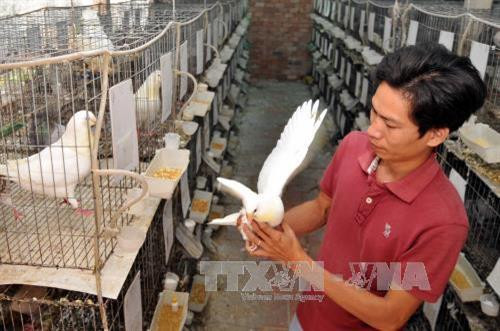 Anh Nguyễn Ngọc Thức chăm sóc đàn bồ câu sinh sản tại trang trại. Ảnh: An Hiếu - TTXVN Anh Nguyễn Ngọc Thức chăm sóc đàn bồ câu sinh sản tại trang trại. Ảnh: An Hiếu - TTXVN