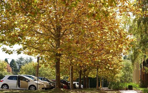 Canberra mùa Thu ảnh 7 Canberra mùa Thu ảnh 7