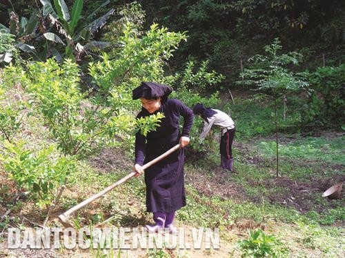 Cây mận chín sớm dễ chăm sóc, ít mắc sâu bệnh, cho năng suất cao, thu hoạch sớm nên bán được giá. Cây mận chín sớm dễ chăm sóc, ít mắc sâu bệnh, cho năng suất cao, thu hoạch sớm nên bán được giá.