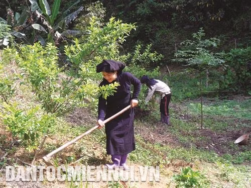 Cây mận chín sớm dễ chăm sóc, ít mắc sâu bệnh, cho năng suất cao, thu hoạch sớm nên bán được giá.