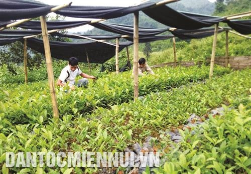 So với các địa phương khác trong tỉnh, Chợ Đồn là huyện có nhiều thế mạnh về cây nông sản hàng hóa như: gạo bao thai, chè Shan Tuyết... So với các địa phương khác trong tỉnh, Chợ Đồn là huyện có nhiều thế mạnh về cây nông sản hàng hóa như: gạo bao thai, chè Shan Tuyết...