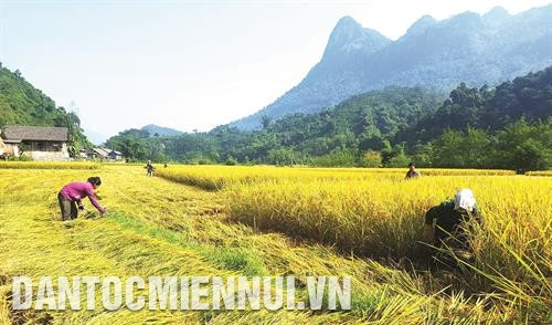 Đồng bào dân tộc thu hoạch lúa trên cánh đồng lúa bao thai. Đồng bào dân tộc thu hoạch lúa trên cánh đồng lúa bao thai.