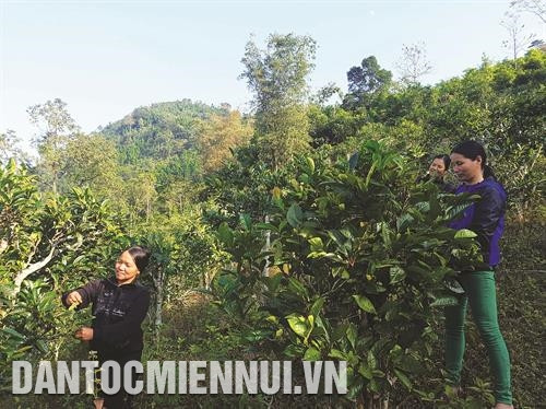 Dự án "Phát triển sản xuất một số cây trồng hàng hóa góp phần nâng cao thu nhập cho nông hộ" tập trung vào thâm canh chè Shan Tuyết theo hướng VietGAP. Dự án "Phát triển sản xuất một số cây trồng hàng hóa góp phần nâng cao thu nhập cho nông hộ" tập trung vào thâm canh chè Shan Tuyết theo hướng VietGAP.