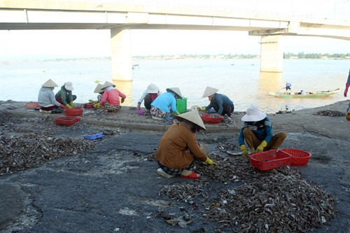 Những người phụ nữ phân loại cá tại cảng cá Cửa Việt, huyện Gio Linh, tỉnh Quảng Trị. Những người phụ nữ phân loại cá tại cảng cá Cửa Việt, huyện Gio Linh, tỉnh Quảng Trị.