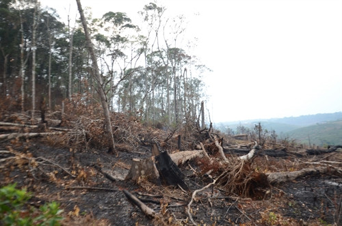 Tuy nhiên, đến nay, các ngành chức năng trong tỉnh vẫn chưa có biện pháp xử lý quyết liệt trước tình trạng rừng bị tàn phá nặng nề.