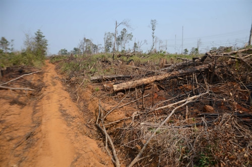 Các đối tượng khai thác gỗ trái phép còn ngang nhiên làm một con đường (khu vực đối diện xưởng gỗ Cầu 25) để vận chuyển gỗ.