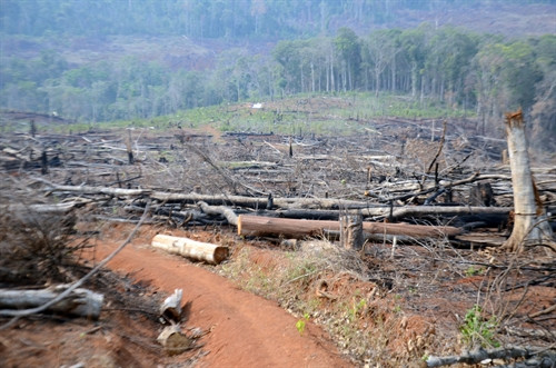 Con đường được làm phục vụ mục đích vận chuyển gỗ trái phép.