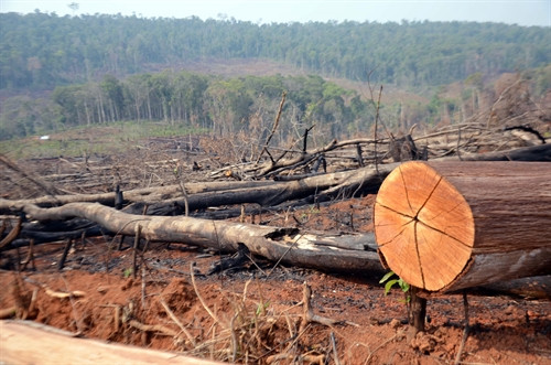 Sau khi đốn hạ, gỗ được rọc ngay tại hiện trường trước khi chuyển ra Quốc lộ 28 đưa đi tiêu thụ. Ả