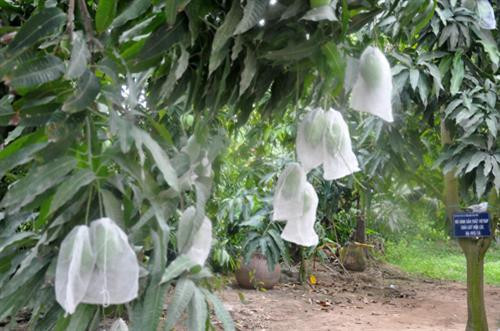 Bao quả xoài . Ảnh :baotraicay.com