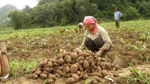 Bà con xóm Khiềng, xã Phú Cường phấn khởi khi khoai năm nay được mùa, được giá Bà con xóm Khiềng, xã Phú Cường phấn khởi khi khoai năm nay được mùa, được giá