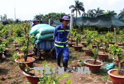 Công nhân chăm sóc vườn mai với hơn 2.000 cây mai cảnh. Ảnh: Xuân Dự - TTXVN Công nhân chăm sóc vườn mai với hơn 2.000 cây mai cảnh. Ảnh: Xuân Dự - TTXVN