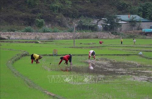 Người dân xuống đồng chuẩn bị cho vụ mùa mới. Ảnh: Văn Dũng - TTXVN Người dân xuống đồng chuẩn bị cho vụ mùa mới. Ảnh: Văn Dũng - TTXVN