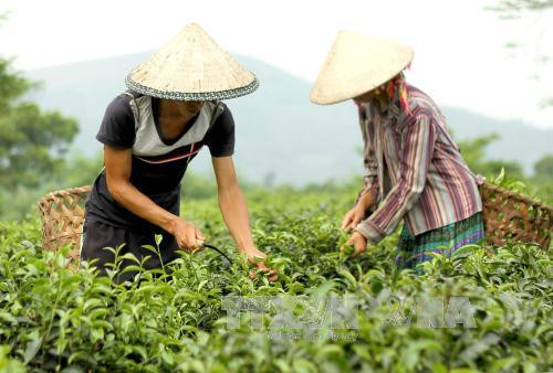 Nông dân xã Mỹ Bằng, huyện Yên Sơn (Tuyên Quang) thu hoạch chè. Ảnh: Văn Tý-TTXVN