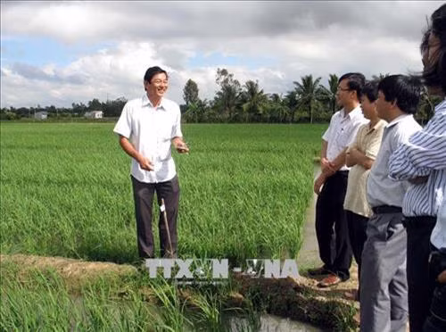 Sóc Trăng đang hướng đến nhân rộng mô hình lúa đặc sản hữu cơ và xây dựng theo chuỗi giá trị để nâng cao hiệu quả. Ảnh : Trung Hiếu - TTXVN