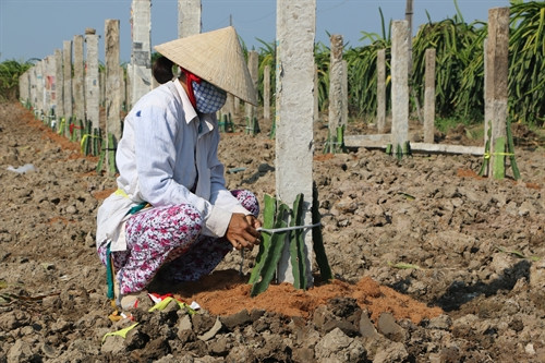 Nông dân huyện Châu Thành trồng thanh long ruột đỏ. Nông dân huyện Châu Thành trồng thanh long ruột đỏ.