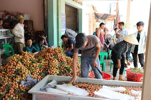 Vải được sơ chế trước khi đóng thùng xuất bán