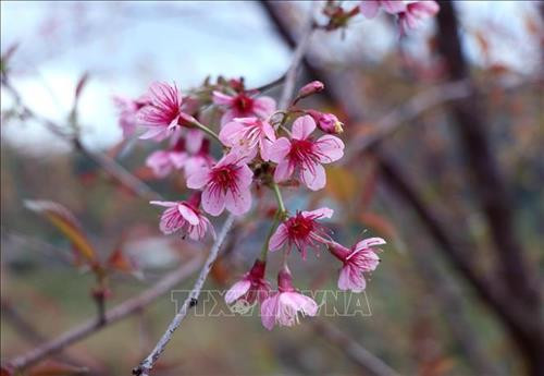 Hoa Tớ Dày có năm cánh hồng như hoa đào, nhưng khi nở thì kết chùm, nhụy hoa rất dài, màu đỏ thắm, rất bắt mắt. Ảnh: Xuân Tiến - TTXVN Hoa Tớ Dày có năm cánh hồng như hoa đào, nhưng khi nở thì kết chùm, nhụy hoa rất dài, màu đỏ thắm, rất bắt mắt. Ảnh: Xuân Tiến - TTXVN