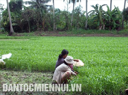 Nông dân xã Minh Hòa thu nhập tăng thêm nhờ trồng màu Nông dân xã Minh Hòa thu nhập tăng thêm nhờ trồng màu