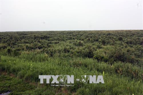Rừng tràm U Minh Thượng. Ảnh: Lê Sen - TTXVN Rừng tràm U Minh Thượng. Ảnh: Lê Sen - TTXVN