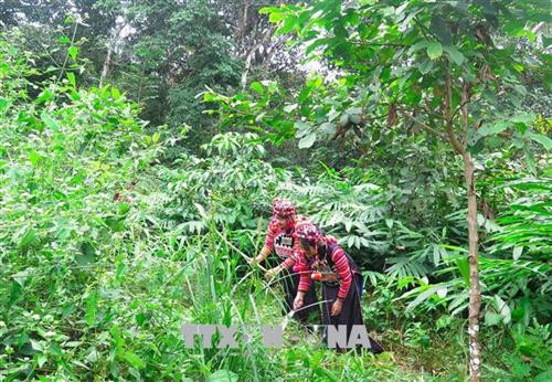 Sín Thầu đang thay đổi từng ngày. Ảnh: Xuân Tư - TTXVN Sín Thầu đang thay đổi từng ngày. Ảnh: Xuân Tư - TTXVN