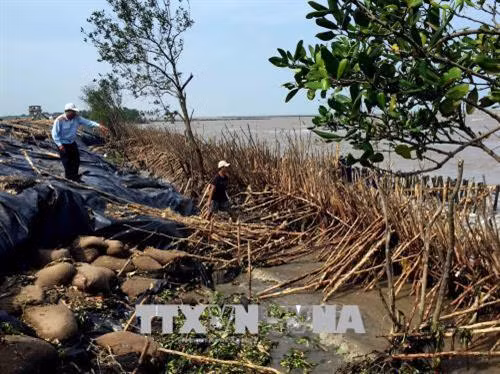 Đoạn sạt lở đặc biệt nghiêm trọng bờ biển tại khu vực cửa biển Rạch Gốc, huyện Ngọc Hiển, tỉnh Cà Mau. Ảnh: TTXVN phát