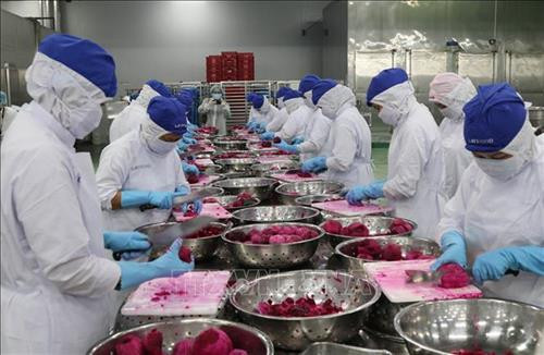 Thu mua thanh long của nông dân để chế biến thành các sản phẩm như nước uống, sây dẻo, cấp đông… để xuất khẩu. Ảnh: Bùi Giang-TTXVN Thu mua thanh long của nông dân để chế biến thành các sản phẩm như nước uống, sây dẻo, cấp đông… để xuất khẩu. Ảnh: Bùi Giang-TTXVN