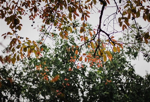 Đầu Hè, nhiều loài cây đang dần trút đi tán lá cũ, Hà Nội chuyển mình như bước vào mùa Thu thứ hai. Đầu Hè, nhiều loài cây đang dần trút đi tán lá cũ, Hà Nội chuyển mình như bước vào mùa Thu thứ hai.