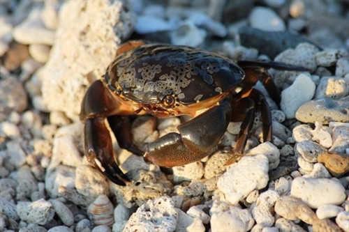 Hệ động thực vật nơi đây rất phong phú. Ảnh conco.quangtri.gov.vn Hệ động thực vật nơi đây rất phong phú. Ảnh conco.quangtri.gov.vn