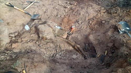 Hóa thạch xương của một loài khủng long chân chim (Ornithopoda) mới được phát hiện tại Neuquen, Argentina. Ảnh: AFP/TTXVN