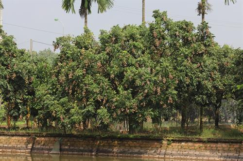 Đoàn cán bộ Hội đồng xúc tiến Nông Lâm Ngư nghiệp Nhật Bản đến thăm Trang trại trồng nhãn chín muộn của hộ gia đình ông Trần Văn Bảy – Phó Chủ tịch Hội sản xuất và kinh doanh nhãn chín muộn huyện Hoài Đức, Hà Nội. Ảnh: Lê Lan Hương Ông Trần Văn Bảy (bên phải) - Phó Chủ tịch Hội sản xuất và kinh doanh nhãn chín muộn huyện Hoài Đức tặng đặc sản Hà Nội - nhãn chín muộn cho đại diện Đoàn cán bộ Hội đồng xúc tiến Nông Lâm Ngư nghiệp Nhật Bản nhân dịp đoàn đến thăm trang trại. Ảnh: Lê Lan Hương Nhãn chín muộn của hộ gia đình ông Trần Văn Bảy – Phó Chủ tịch Hội sản xuất và kinh doanh nhãn chín muộn huyện Hoài Đức, Hà Nội được xuất khẩu đi châu Âu. Ảnh: Lê Lan Hương Đến nay, trên địa bàn huyện Quốc Oai, Hà Nội đã có 165 ha nhãn chín muộn, được trồng chủ yếu tại xã Đại Thành và một số xã vùng bãi ven sông Đáy. Ảnh: Lê Lan Hương