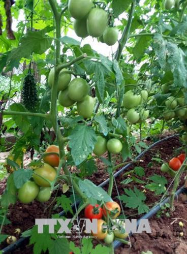 Từ tháng 3 đến tháng 4, cà chua và mướp đắng của anh Nguyễn Văn Tấn cho quả nhiều nhất trong năm. Ảnh: Nguyễn Công Hải - TTXVN Từ tháng 3 đến tháng 4, cà chua và mướp đắng của anh Nguyễn Văn Tấn cho quả nhiều nhất trong năm. Ảnh: Nguyễn Công Hải - TTXVN