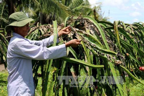 Phòng bệnh đốm nâu trên cây thanh long ảnh 1