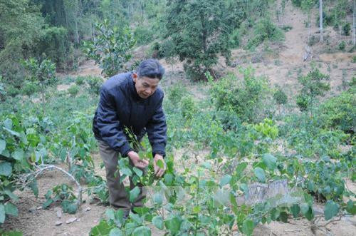 Bò khai là loại cây quý cho hiệu quả kinh tế cao. Trong ảnh: Lão nông Nông Văn Tượng, thôn Nà Rào, xã Nguyên Phúc, huyện Bạch Thông, tỉnh Bắc Kạn, đang chọn thu hoạch bò khai. Ảnh: Vũ Hoàng Giang - TTXVN Bò khai là loại cây quý cho hiệu quả kinh tế cao. Trong ảnh: Lão nông Nông Văn Tượng, thôn Nà Rào, xã Nguyên Phúc, huyện Bạch Thông, tỉnh Bắc Kạn, đang chọn thu hoạch bò khai. Ảnh: Vũ Hoàng Giang - TTXVN