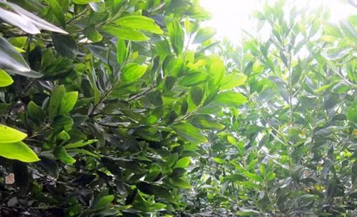 Cây keo tai tượng. Ảnh: nhanongxanh.vn Cây keo tai tượng. Ảnh: nhanongxanh.vn