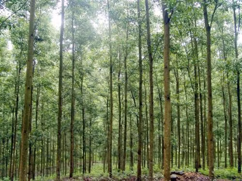 Rừng keo tai tượng. Ảnh: nhanongxanh.vn Rừng keo tai tượng. Ảnh: nhanongxanh.vn