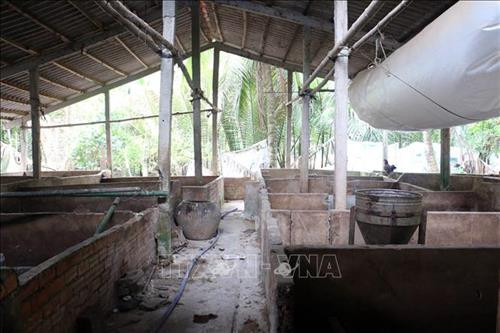 Người chăn nuôi lợn e dè trong việc tái đàn vì dịch tả lợn châu Phi đang lan rộng. Ảnh: Trần Thị Thu Hiền - TTXVN Người chăn nuôi lợn e dè trong việc tái đàn vì dịch tả lợn châu Phi đang lan rộng. Ảnh: Trần Thị Thu Hiền - TTXVN