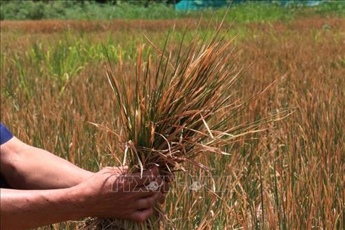 Hạn hán kéo dài ở huyện M’Đrắk (Đắk Lắk) đã khiến gần 500 ha lúa nước chết khô, mất trắng, còn lại trên 500 ha lúa thiếu nước trầm trọng. Ảnh: Tuấn Anh – TTXVN Hạn hán kéo dài ở huyện M’Đrắk (Đắk Lắk) đã khiến gần 500 ha lúa nước chết khô, mất trắng, còn lại trên 500 ha lúa thiếu nước trầm trọng. Ảnh: Tuấn Anh – TTXVN