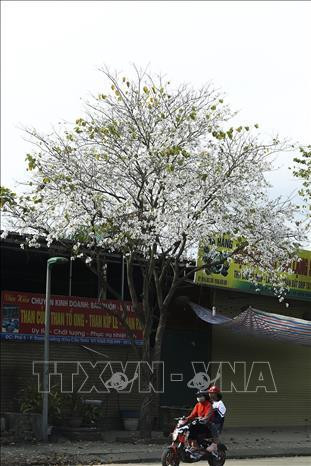 Hoa Ban nở trắng trên những con đường. Ảnh: Phan Tuấn Anh - TTXVN Hoa Ban nở trắng trên những con đường. Ảnh: Phan Tuấn Anh - TTXVN