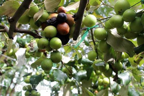 Trái táo bị thối. Ảnh: caygiong.org Trái táo bị thối. Ảnh: caygiong.org