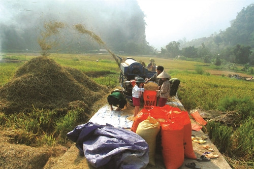 Huyện Lâm Bình đẩy mạnh cơ giới hóa trong sản xuất lúa nhằm nâng cao hiệu quả sản xuất và tăng thu nhập cho đồng bào