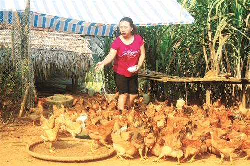 Gia đình chị Triệu Thị Phin ở bản Kè B, xã Lăng Can phát triển chăn nuôi để nâng cao thu nhập