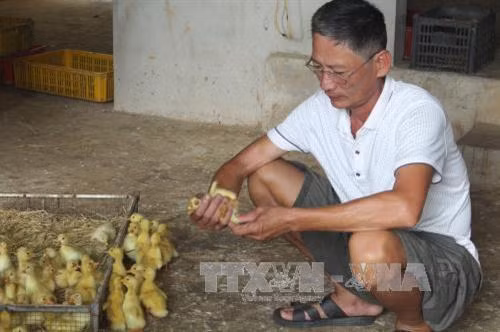 Ông Hùng kiểm tra đàn vịt con. Ảnh: Nguyễn Nam-TTXVN