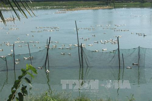 Đàn vịt trong trang trại ông Hùng. Ảnh: Nguyễn Nam-TTXVN