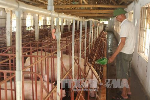 Ông Hùng chăm sóc đàn lợn. Ảnh: Nguyễn Nam-TTXVN