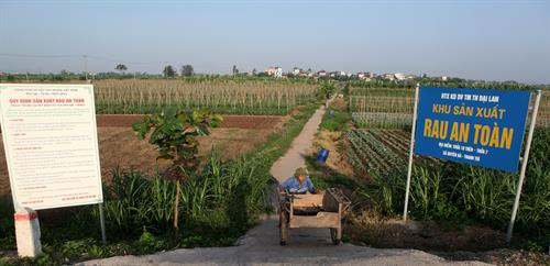 Vùng sản xuất rau an toàn ở xã Duyên Hà, huyện Thanh Trì (Hà Nội). Sau khi mẫu đất, nước… đạt tiêu chuẩn, Ngành nông nghiệp Hà Nội sẽ tổ chức đánh giá, cấp giấy chứng nhận chất lượng vùng rau đủ điều kiện sản xuất an toàn.